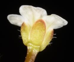 Cardamine exigua. Side view of flower.
 Image: P.B. Heenan © Landcare Research 2019 CC BY 3.0 NZ